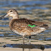 Green-winged Teal